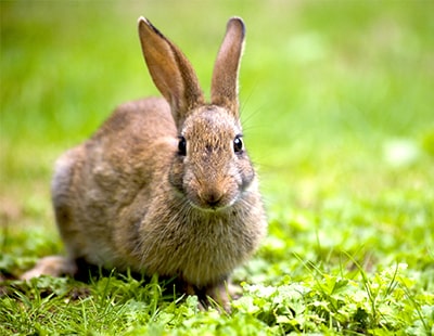 DPS adjudication case study: Rabbits and a ‘disappearing’ lawn mystery