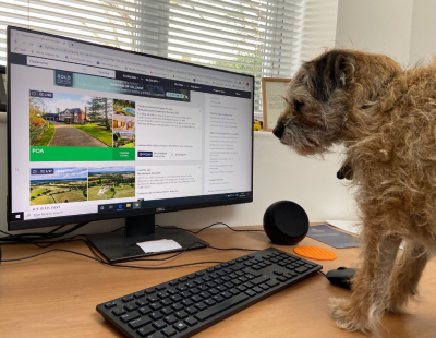 Dog tired of working from home say Winkworth, Stacks and CJ Hole