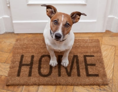 Paws For Thought: Dogs key for many buyers, says agency