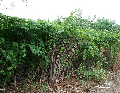 Conveyancing call for Knotweed info shows need for treatment - claim