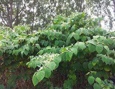 Property solicitor warns of Knotweed derailing house sales
