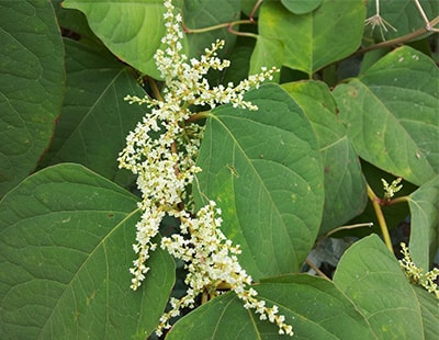 Alert as Japanese Knotweed spotted earlier than usual 