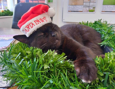 Purr-fect Christmas decorations in this agency office!
