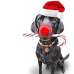 Sales process so slow, vendors told to list now for Christmas move